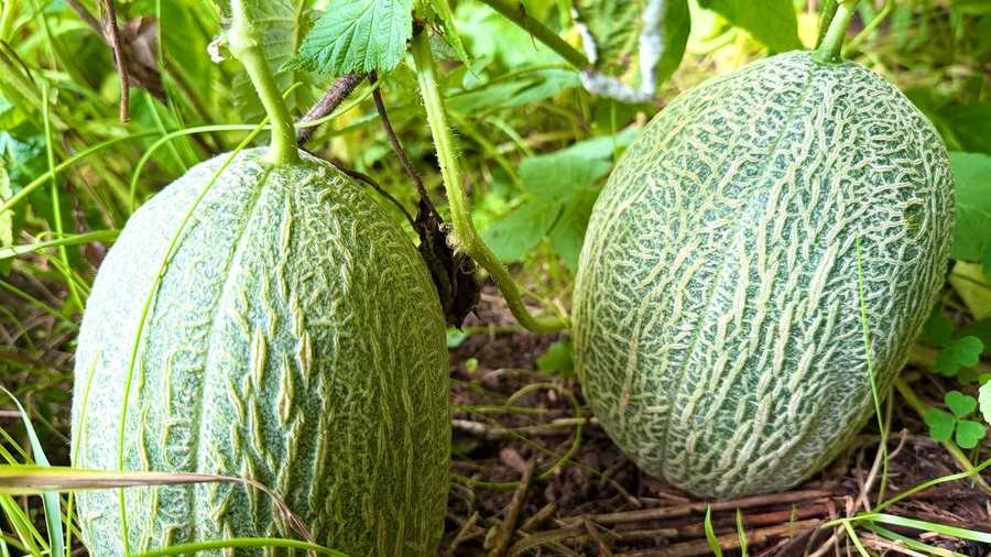 Crop farming