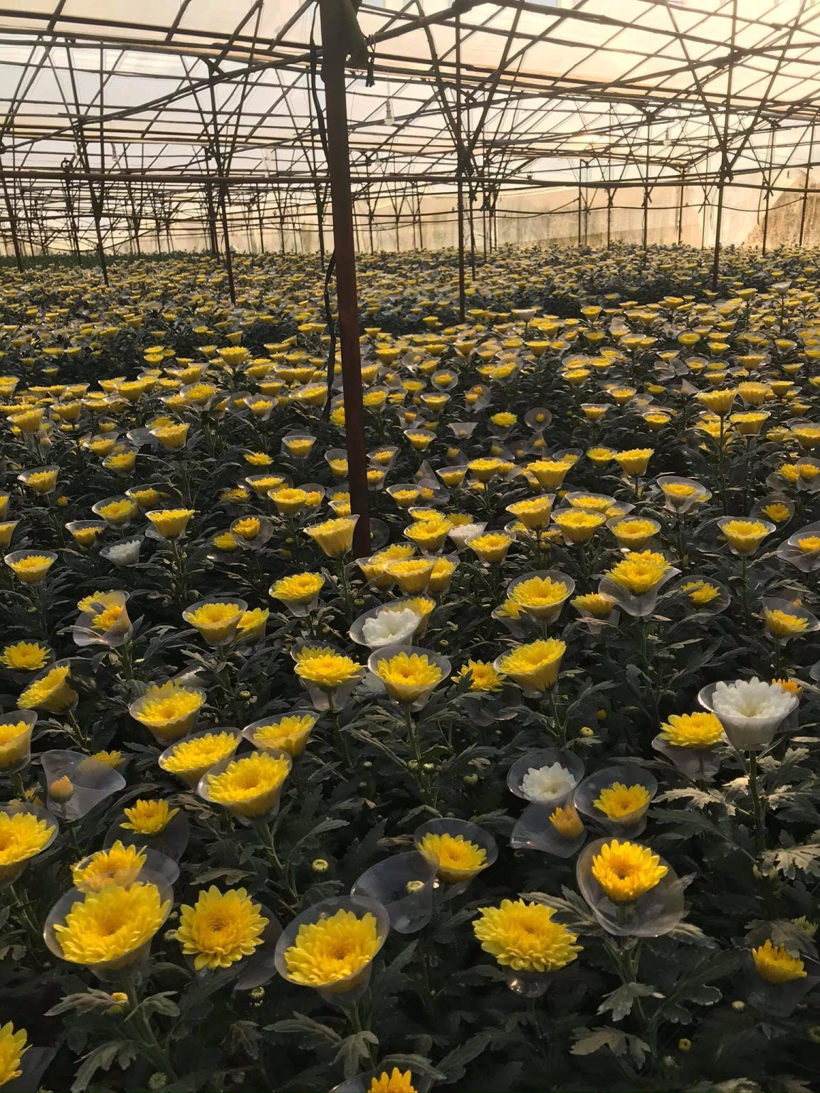 [Lâm Đồng] NextX chính thức triển khai Bộ điều khiển vi khí hậu nhà màng NextX NMC cho Onat Farm Đà Lạt – Lâm Đồng