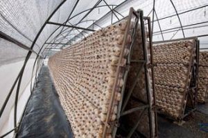 Hệ thống phun sương nhà nấm tự động, giúp nấm phát triển đồng đều