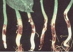 Các loại sâu bệnh hay gặp trên cây dưa lưới và cách phòng tránh – điều trị