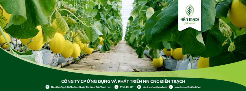 cách trồng dưa kim hoàng hậu, kim cô nương