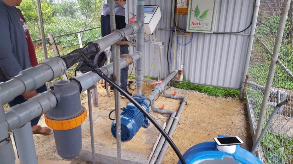 Kỹ thuật trồng bưởi da xanh – siêu đẹp, quả sai trĩu trịt