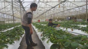 [Lào Cai] NextX triển khai 2 hệ thống châm phân dinh dưỡng tự động cho HTX Rau Sạch Thắng Lợi tại Sapa Lào Cai