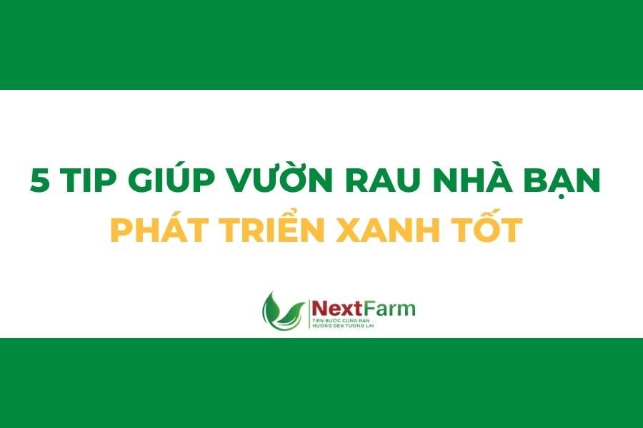 5 tip giúp vườn rau phát triển