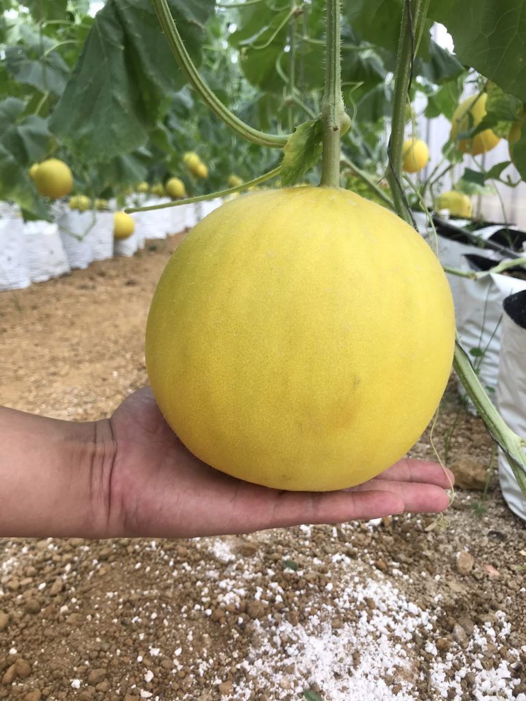 Dưa vàng điền trạch