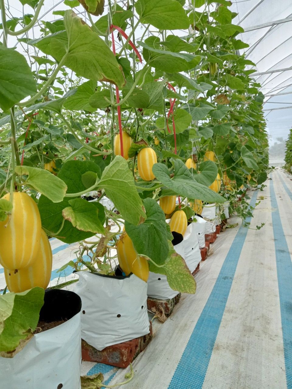 Mô hình nông nghiệp công nghệ cao hiệu quả tại Đầm Hà Quảng Ninh