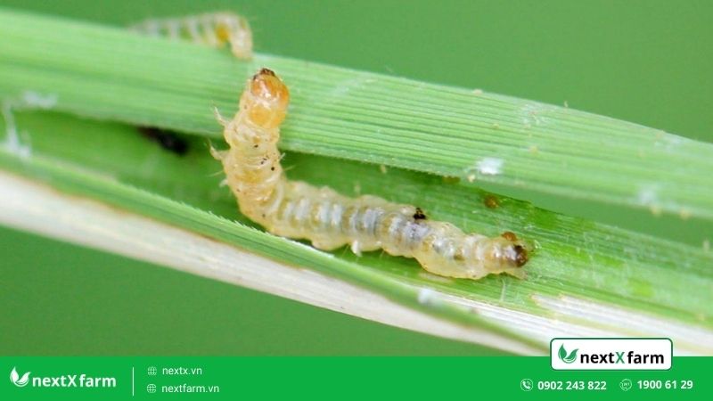 Bật mí cho bạn 5 ưu điểm về AI nhận diện sâu bệnh trong nông nghiệp