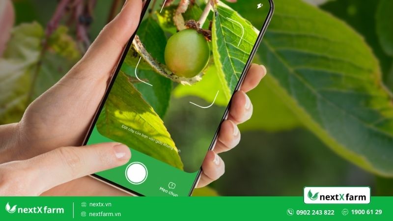 ai nhận diện sâu bệnh