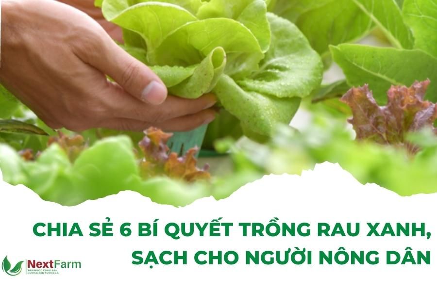 Bí quyết trồng rau xanh sạch