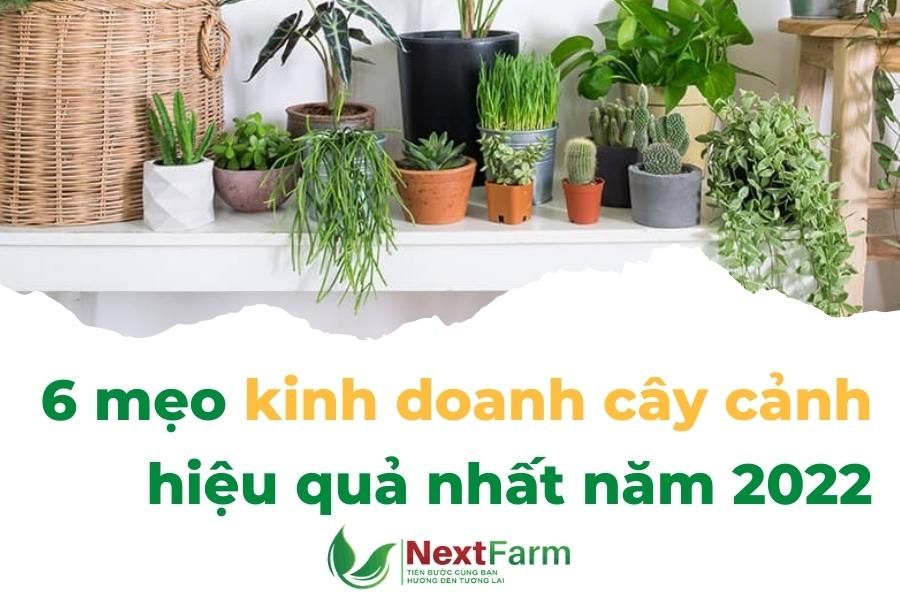 kinh doanh cây cảnh hiệu quả