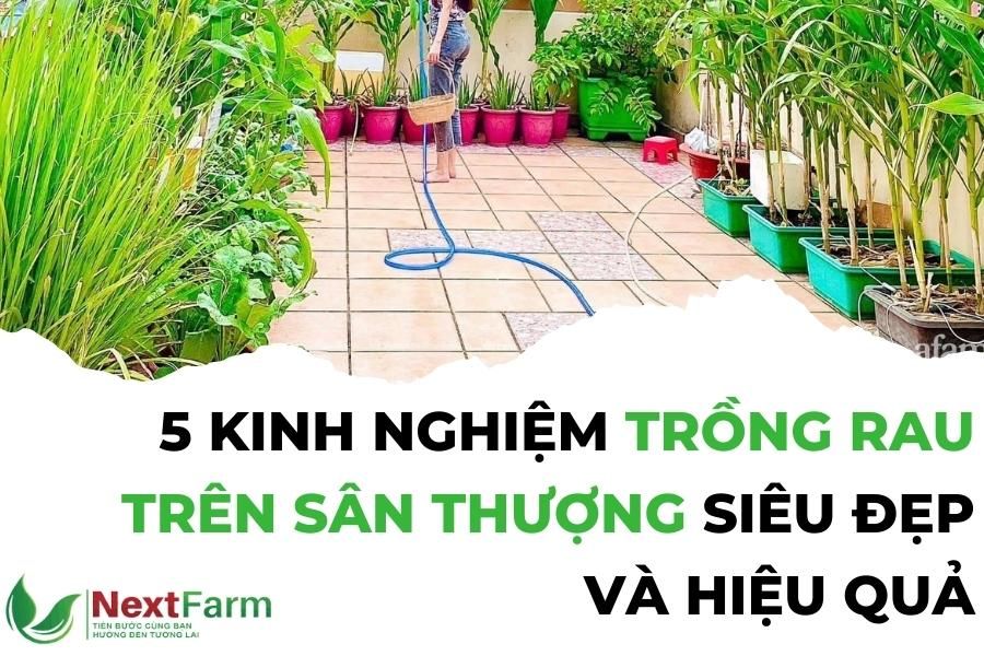 Kinh nghiệm trồng rau trên sân thượng