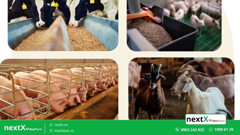 Top 5 phần mềm quản lý đàn trâu bò lợn gà trong chăn nuôi phổ biến nhất