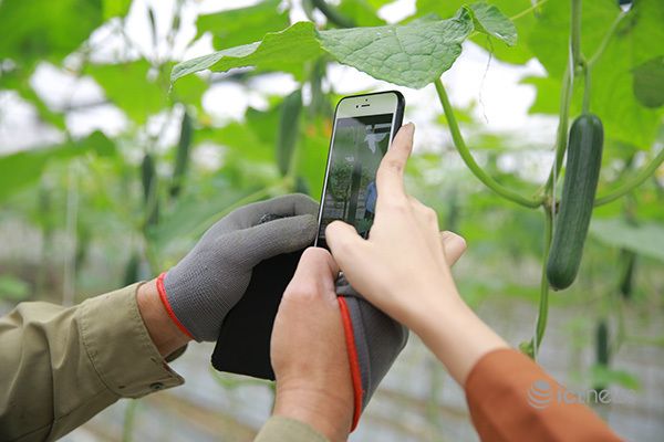 Kỹ thuật trồng dưa lê Hàn Quốc hiệu quả