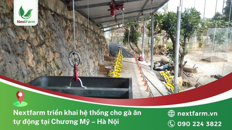 NextFarm triển khai hệ thống cho gà ăn tự động tại Chương Mỹ – Hà Nội