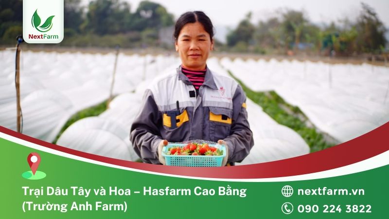NextFarm triển khai Giải pháp Nông nghiệp thông minh cho trang trại dâu tây Trường Anh Farm - Cao Bằng