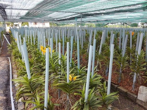 Những kĩ thuật trồng lan quan trọng trong nhà lưới nhà vườn cần nắm rõ