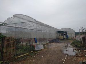 [Quảng Ninh] NextX triển khai hệ thống châm phân dinh dưỡng tự động NextFarm Fertikit 4G cho anh Trương Thế Đô tại Đầm Hà – QN