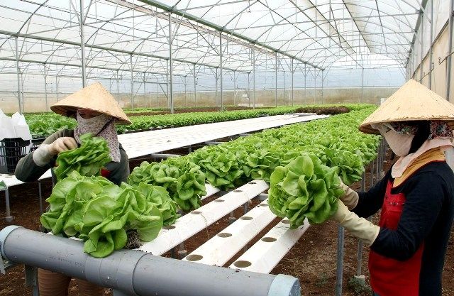 công nghiệp hóa nông nghiệp