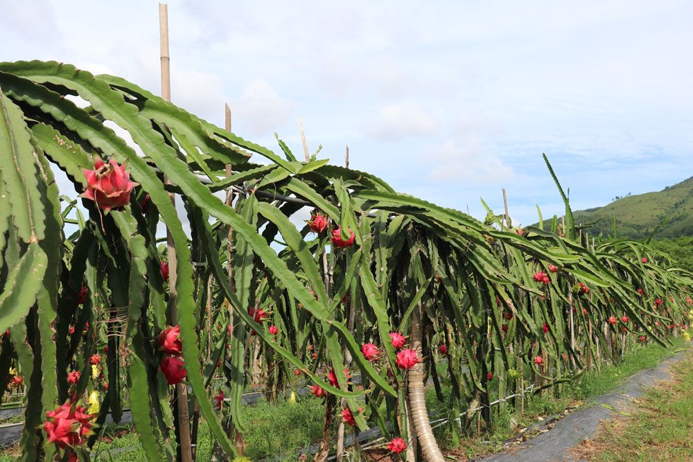 Hướng dẫn trồng và chăm sóc thanh long hiệu quả
