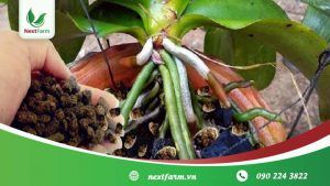 Cách trồng lan đơn giản, ai cũng có thể làm được