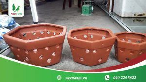 Cách trồng lan đơn giản, ai cũng có thể làm được