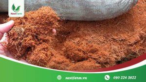 Cách trồng lan đơn giản, ai cũng có thể làm được