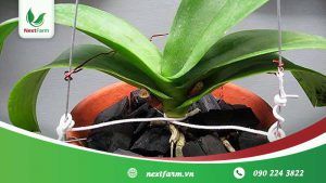 Cách trồng lan đơn giản, ai cũng có thể làm được