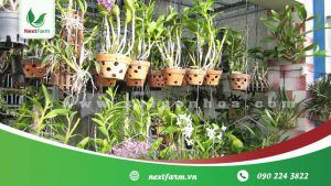 Cách trồng lan đơn giản, ai cũng có thể làm được