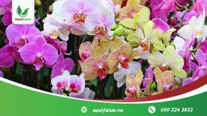 Cách trồng lan đơn giản, ai cũng có thể làm được