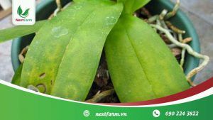 Cách trồng lan đơn giản, ai cũng có thể làm được