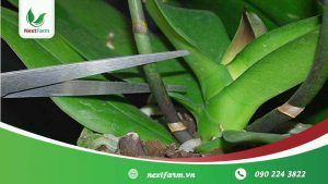 Cách trồng lan đơn giản, ai cũng có thể làm được