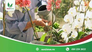 Cách trồng lan đơn giản, ai cũng có thể làm được