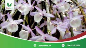 Cách trồng lan đơn giản, ai cũng có thể làm được