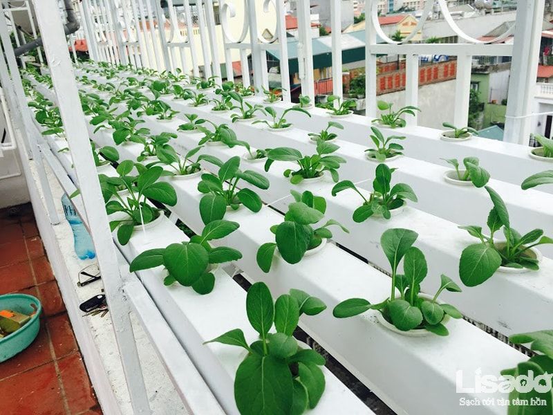 Kỹ thuật trồng rau thủy canh hồi lưu – đơn giản, hiệu quả, an toàn