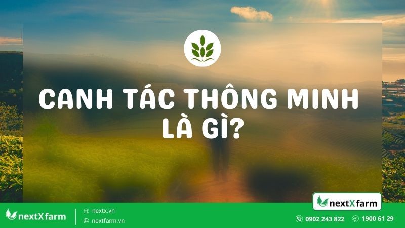 Mách bạn 5 kĩ thuật canh tác thông minh mang lại hiệu quả cực cao