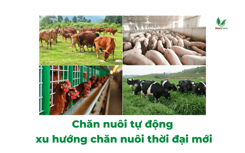 Chăn nuôi tự động - xu hướng chăn nuôi thời đại mới