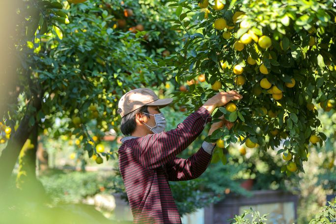 Top 3 loại cây ăn quả dễ trồng, ít tốn công chăm sóc nhưng hiệu quả kinh tế cao