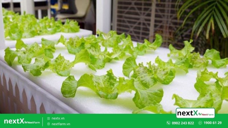 Mách bạn 2 mô hình trồng rau công nghệ thủy canh phổ biến nhất hiện nay