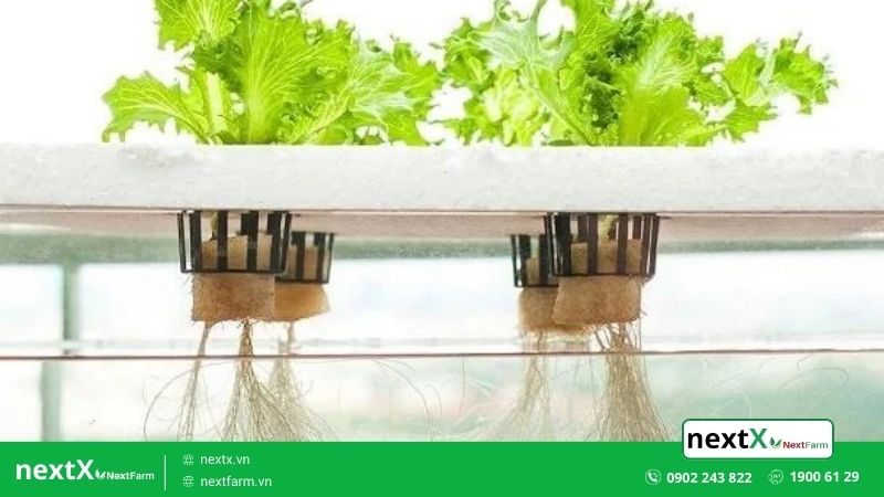công nghệ thủy canh