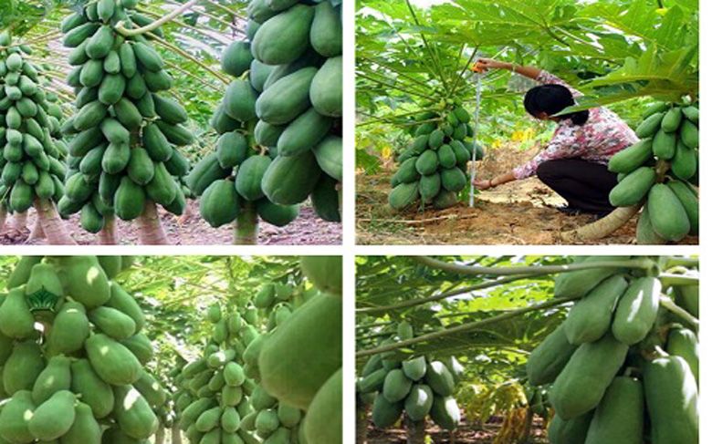 ban-nong-san-truc-tuyen