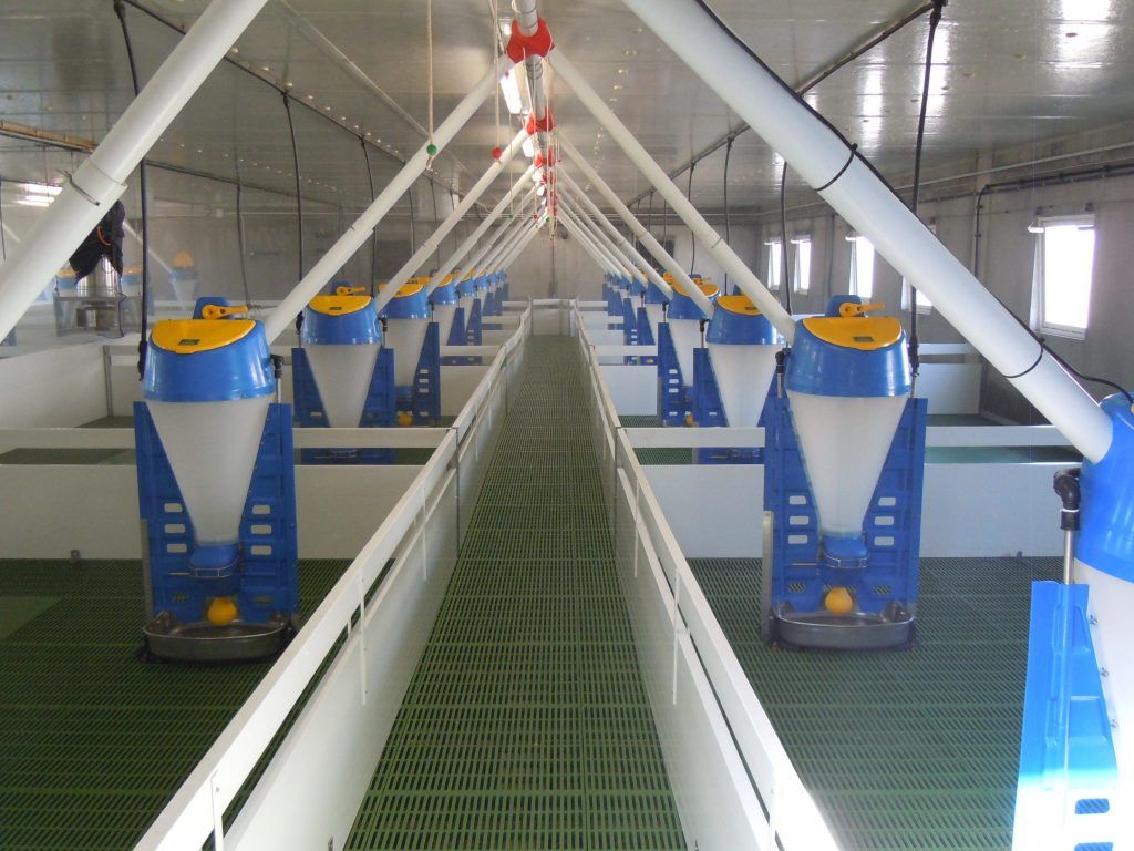 Ngồi không kiếm bộn tiền từ giải pháp chăn nuôi heo tự động