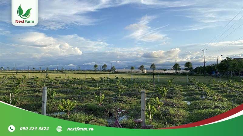 [Hà Tĩnh] NextFarm triển khai mô hình NextFarm Fertikit 4G cho Thạch Môn Farm