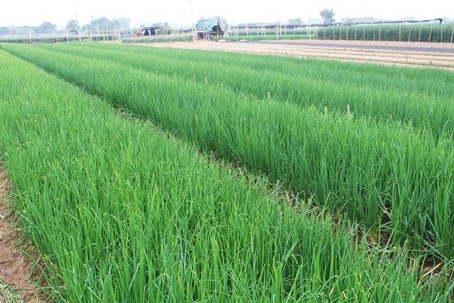 cách trồng hành lá