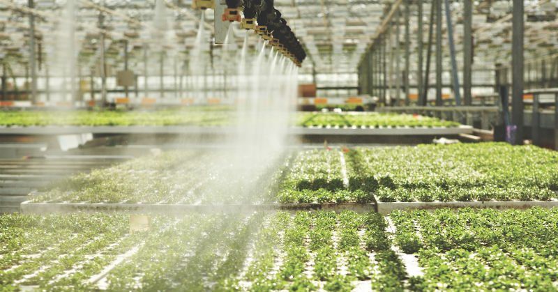 Bí quyết trồng rau xanh sạch