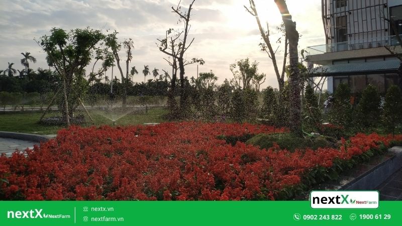 hệ thống tưới sân vườn