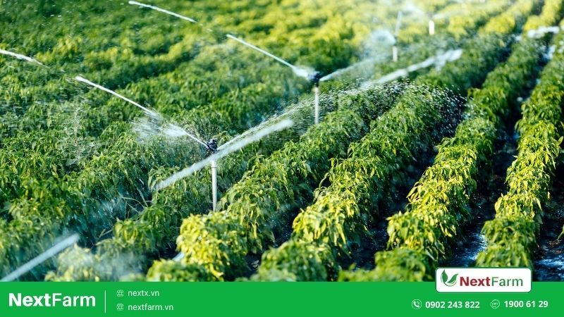 hệ thống tưới tự động