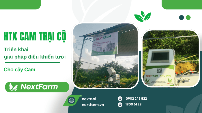 Nextfarm triển khai giải pháp điều khiển tưới cho HTX Cam Trại Cộ