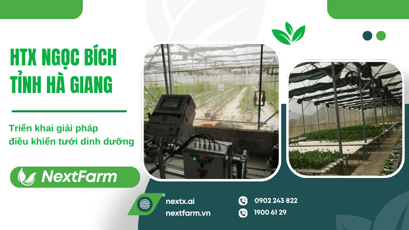 Triển khai giải pháp Nextfarm cho HTX Ngọc Bích tỉnh Hà Giang
