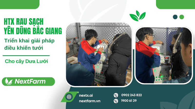 Nextfarm triển khai giải pháp điều khiến tưới cho HTX Rau sạch Yên Dũng Bắc Giang