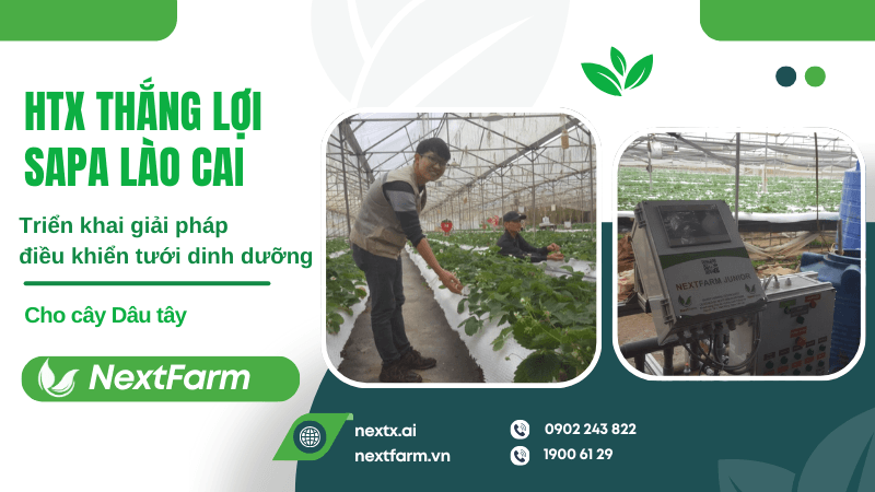Nextfarm triển khai giải pháp điều khiển tưới dinh dưỡng cho cây dâu tây HTX Thắng Lợi Sapa Lào Cai